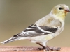 American goldfinch (1 of 1).jpg