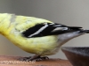 American goldfinch 2 (1 of 1).jpg