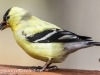 American goldfinch 3 (1 of 1).jpg