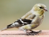 American goldfinch 4 (1 of 1).jpg