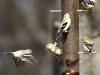 American goldfinch 6 (1 of 1).jpg