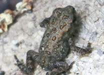 Tuscarora State Park American toad  (1 of 1).jpg
