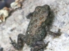 Tuscarora State Park American toad  (1 of 1).jpg