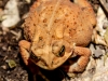 Tuscarora State Park American toad 108 (1 of 1).jpg