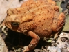 Tuscarora State Park American toad 117 (1 of 1).jpg