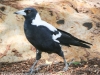 Indian Pacific Adelaide city magpie-1