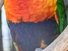 Bonorong birds-13