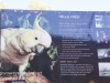Bonorong birds-16
