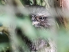 Bonorong birds-4