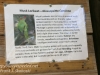 Bonorong birds-5