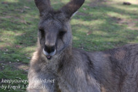 Australia Day Eighteen Tasmania Bonorong Wildlife Sanctuary kangaroo February 21 2016