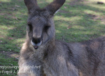 Bonorong kangaroo-1