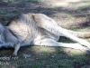 Bonorong kangaroo-10
