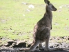 Bonorong kangaroo-11