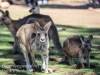 Bonorong kangaroo-13