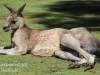Bonorong kangaroo-15