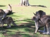 Bonorong kangaroo-16