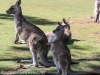 Bonorong kangaroo-18
