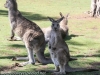Bonorong kangaroo-20