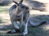 Bonorong kangaroo-3