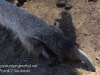 Bonorong kangaroo-4