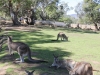 Bonorong kangaroo-5