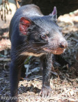Australia Day Eighteen Tasmania Bonorong Wildlife Sanctuary Tasmanian devil February 21 2016