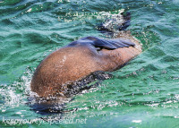 Australia Day Eleven Rottnest Island fur seals February 14 2015