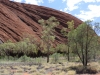Uluru hike -7