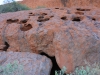 Uluru cultutal ranger hike -2