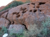 Uluru cultutal ranger hike -5