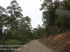 Tasmania Bruny mountain road -7