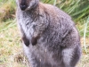 Tasmania Bruny Island wallaby -3