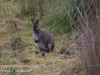 Tasmania Bruny Island wallaby -5