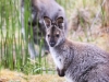 Tasmania Bruny Island wallaby -6