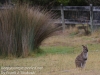 Tasmania Bruny Island wallaby -8