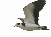Tasmania Bruny Island bird 2-1