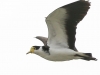 Tasmania Bruny Island bird 2-1