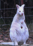 australia Day Nineteen Tasmania Bruny Island white wallaby February 22 2016