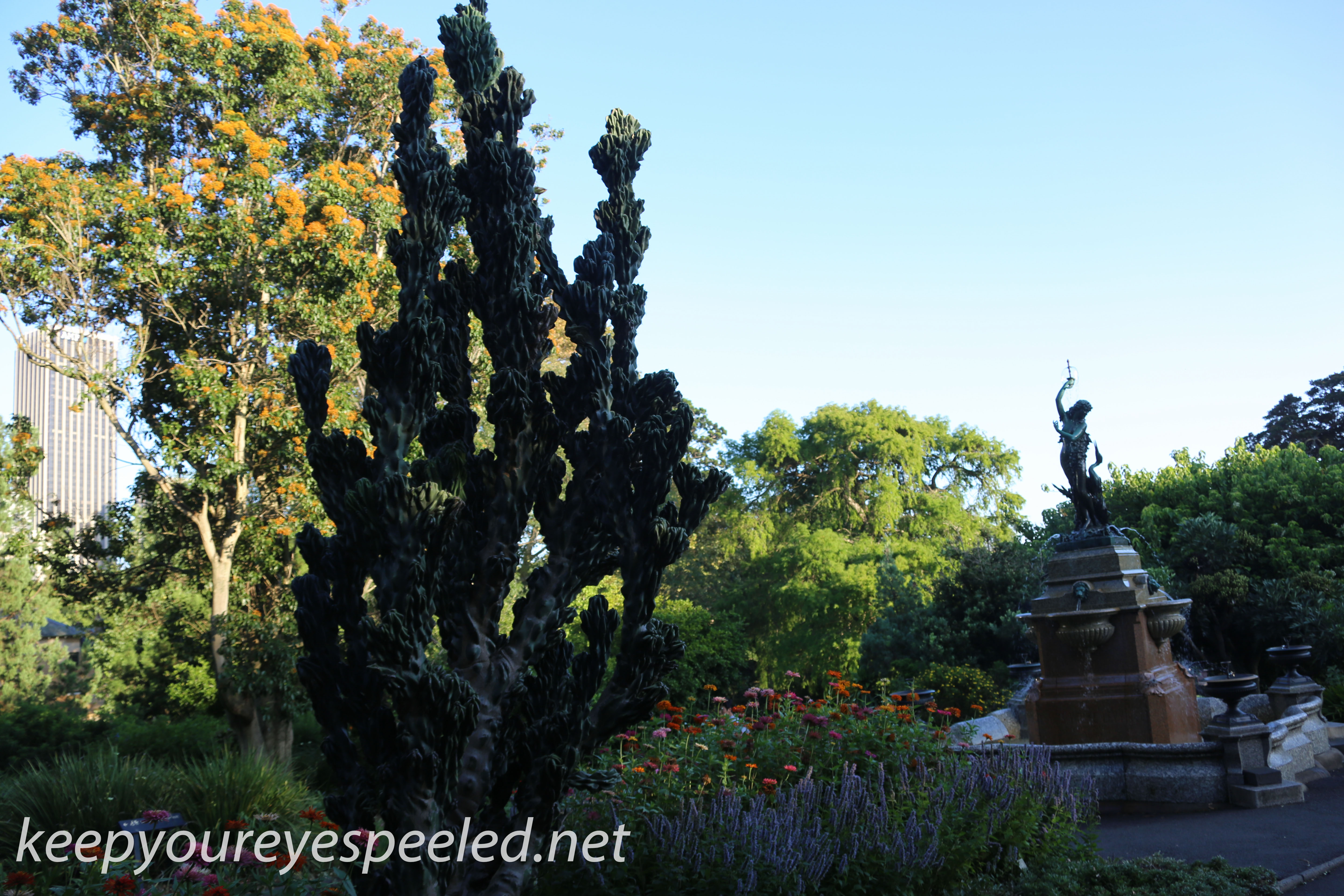sydney moning walk Botanical Gardens-8