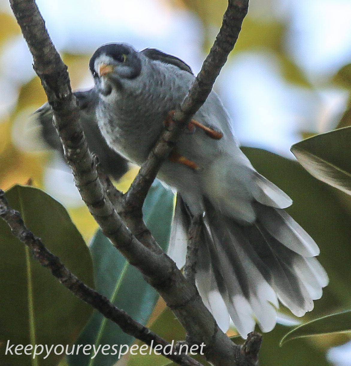 sydney moning walk Botanical Gardens bird--1