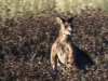Indian Pacific Sydney to Blue Mountains -kangaroo -1