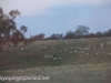 Indian Pacific Sydney to Blue Mountains sheep-1