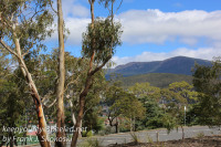 Australia Day Seventeen Tasmania Hobart Botanical Garden hike 