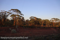 Australia Day Ten Indian Pacific morning ride February 13 2016