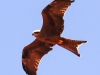 Desert Garden eagle -1