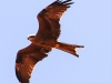 Desert Garden eagle 2-1