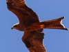 Desert Garden eagle 3-1