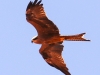 Uluru Desert Gardens hike wedge tailed eagle -1