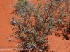 Uluru Desert Gardens hike -9